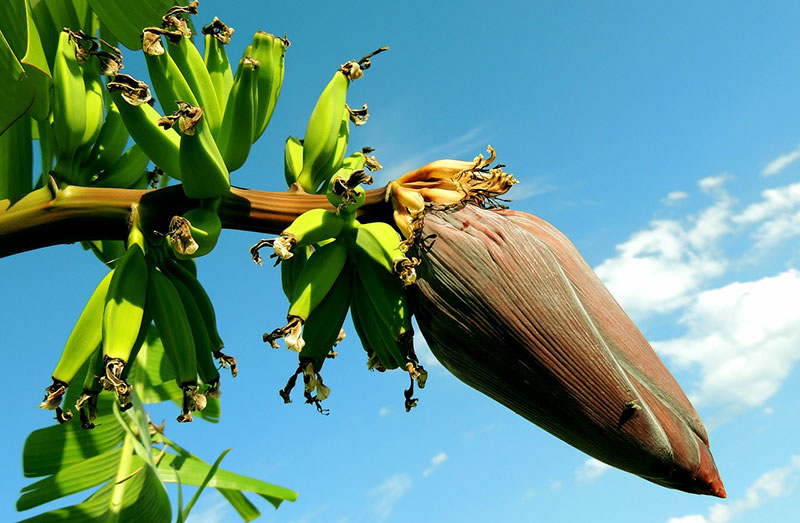 Bananas: Health Benefits