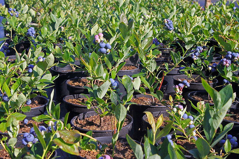 How to Grow Blueberry Plants