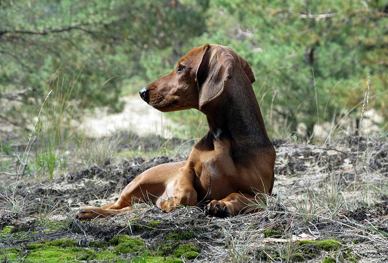 Dachshund Dog – Breed Information