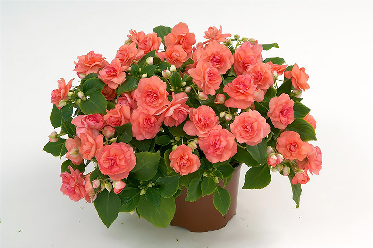 Growing Impatiens Plants