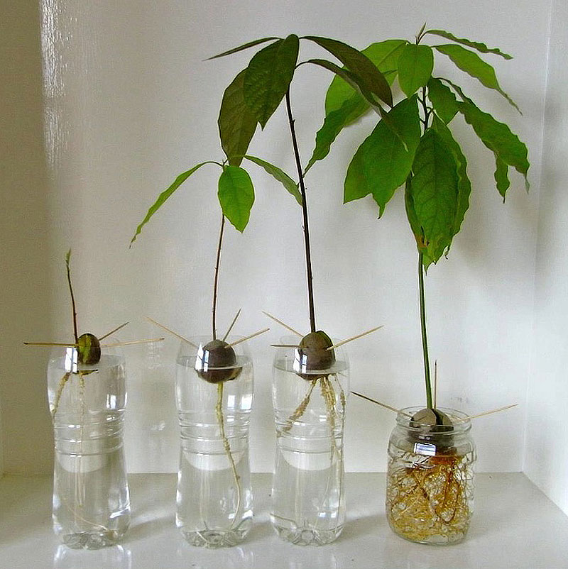 How To Grow An Avocado Tree