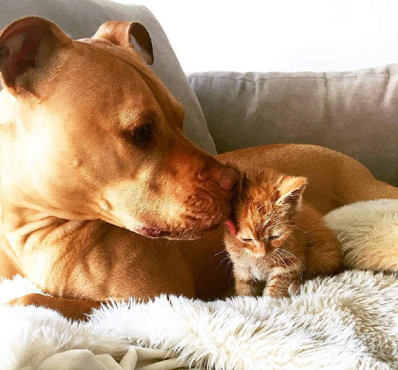 Rescue Pit Bull Gets His Own Kitty