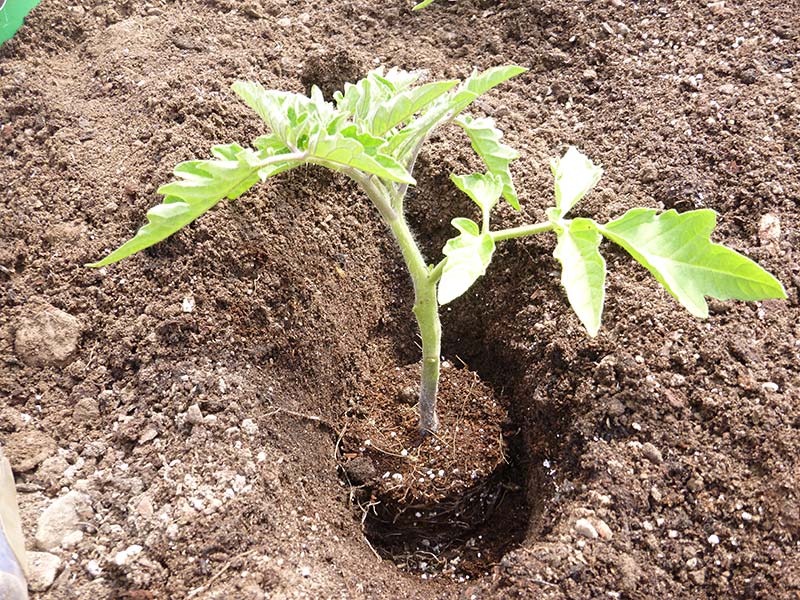 How to Plant Tomatoes 