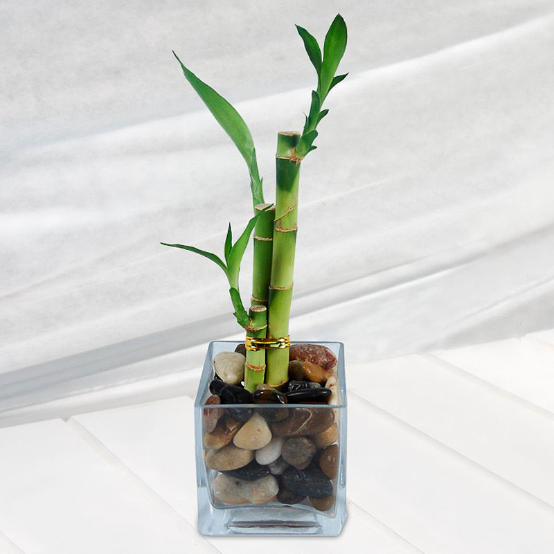 Lucky Bamboo – Perfect Office Plant