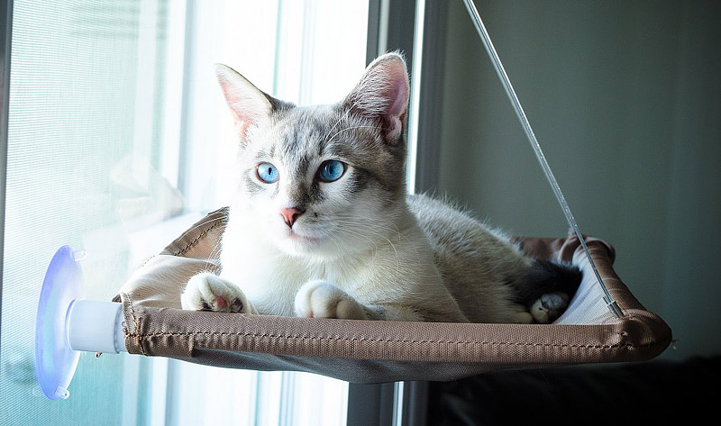 The Top 5 Products Every Indoor Cat Needs