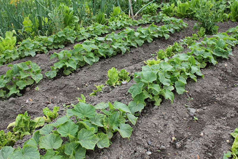 How to Grow Watermelons