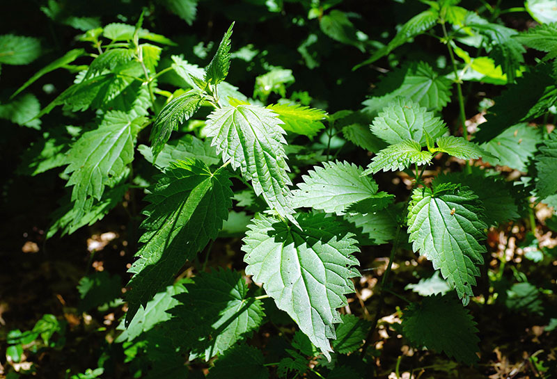 Health Benefits of Nettle Tea 