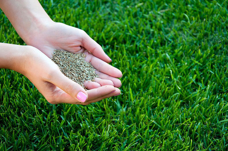 How to Start Lawn From Seed