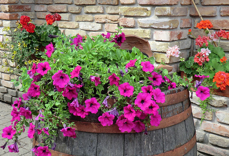Add Colors In Your Garden – Grow Petunias