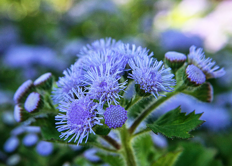 15 Plants That Repel Mosquitoes