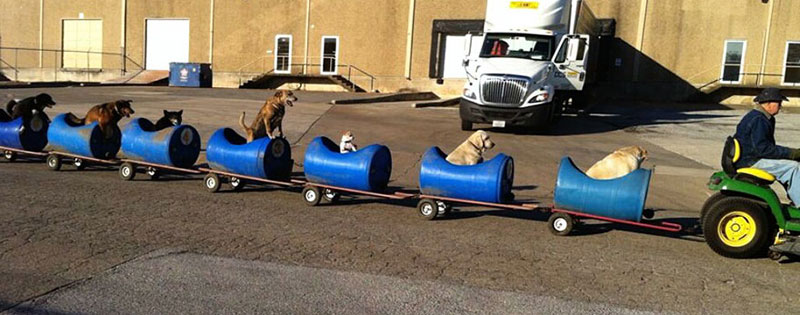 Dog Train Taking Dogs On Adventures