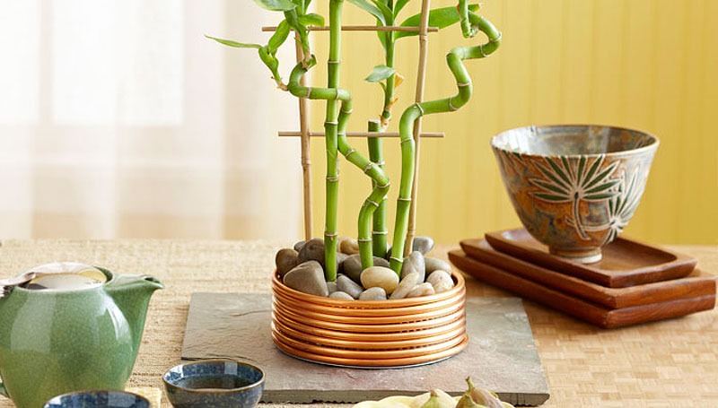 Lucky Bamboo – Perfect Office Plant