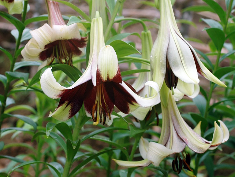 How to grow Lily of Nepal (Lilium Nepalense)