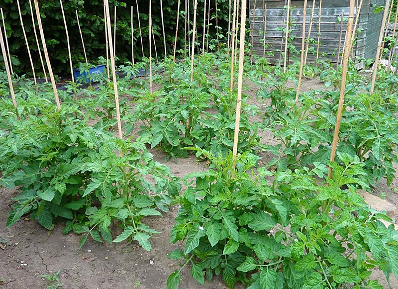 How to Plant Tomatoes 