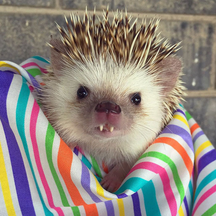 This ‘Vampire’ Hedgehog Is Instagram’s Newest Star