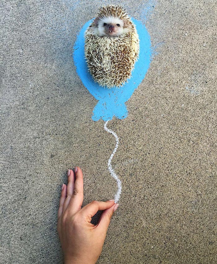 This ‘Vampire’ Hedgehog Is Instagram’s Newest Star