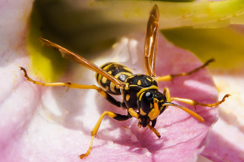 Wasp Stings: Treatments & Home Remedies