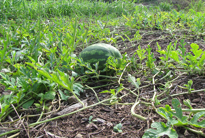 How to Grow Watermelons