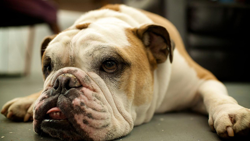 10 Most Laid-Back Dog Breeds