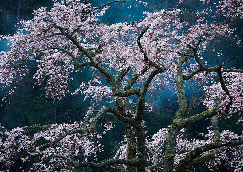 2016 National Geographic Photo Contest