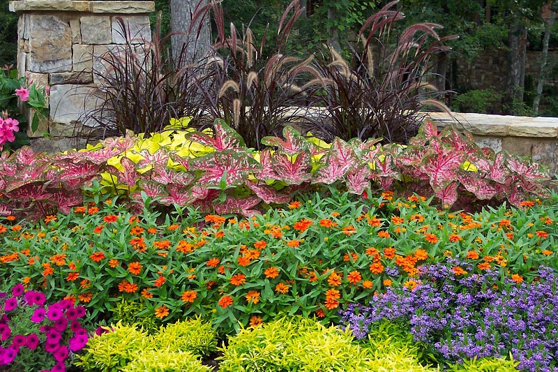 Colors in the Garden - Basics 