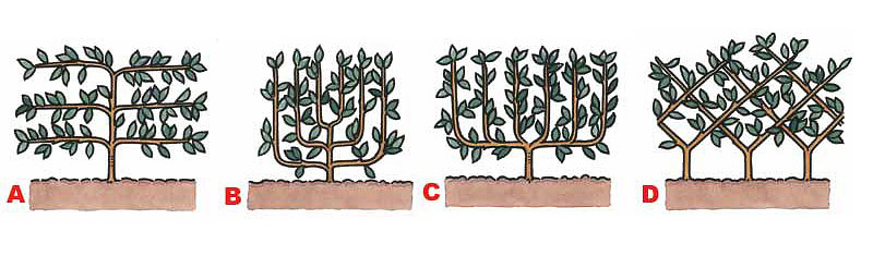 Spice Your Backyard - Espalier