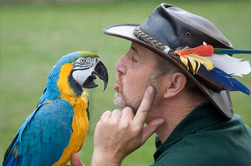 How to Have Happy Parrot