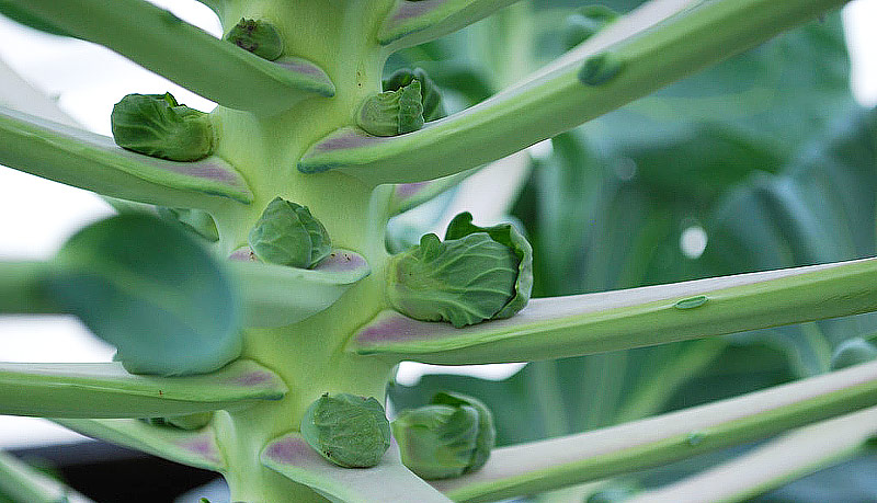 Brussels sprouts - Growing Guide