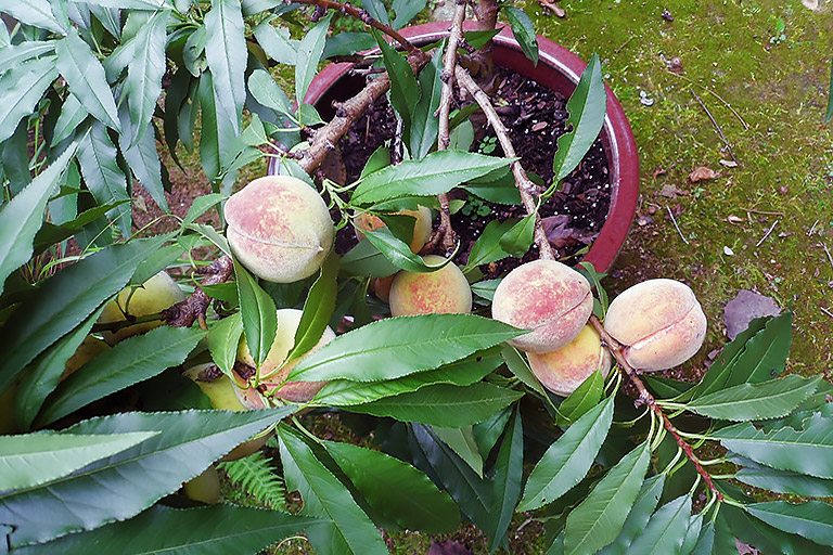How to Grow Peaches and Nectarines in a Pot