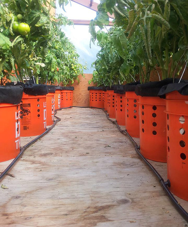 DIY - Self Watering Tomato Buckets