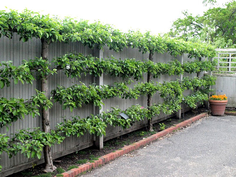 Spice Your Backyard - Espalier