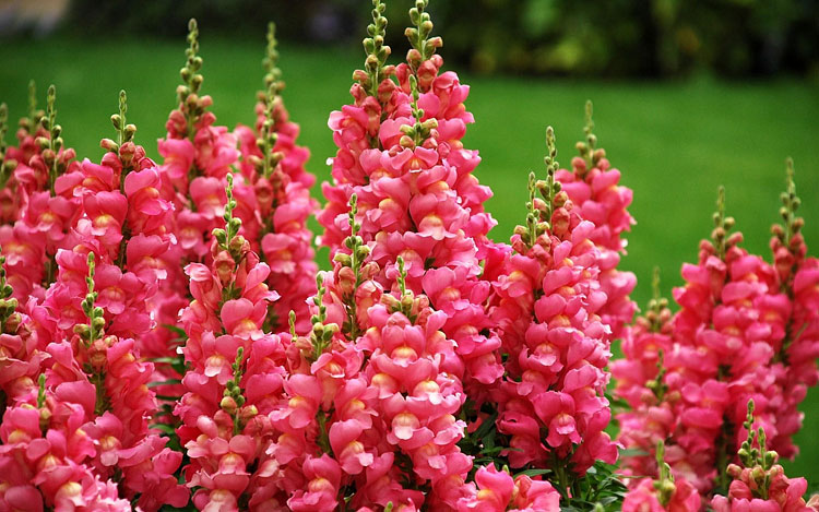 15 Deer-Resistant Plants