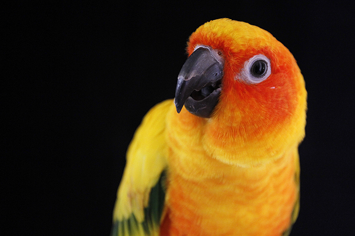 Lovely Sun Conure Parrot