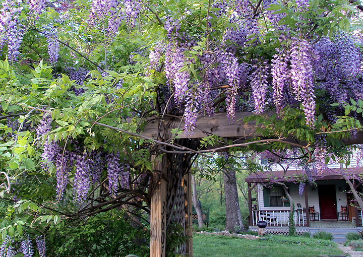 High Climbers - Wisteria Growing Guide