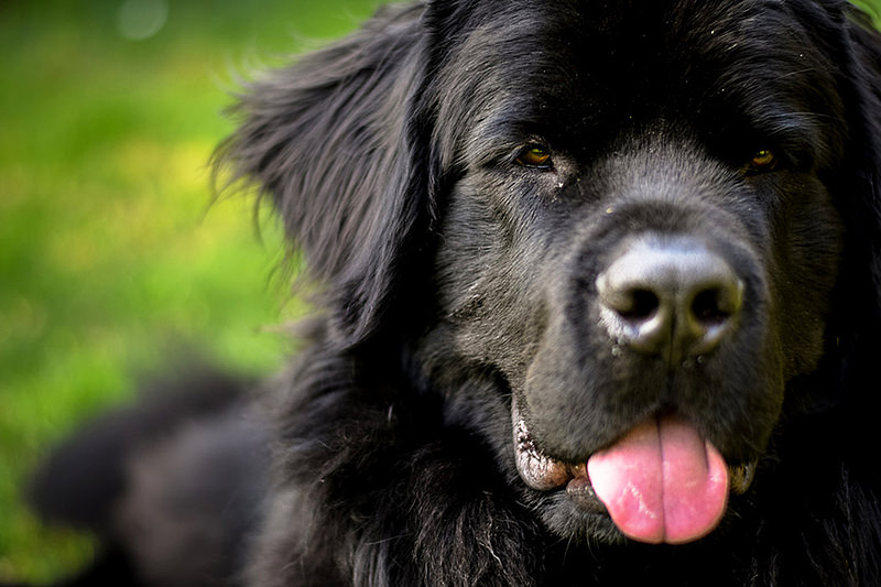 10 Most Laid-Back Dog Breeds