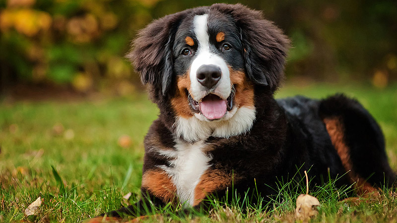 10 Most Laid-Back Dog Breeds