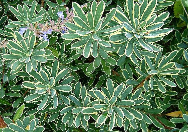 15 Deer-Resistant Plants