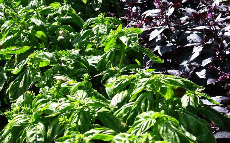 Amazing Benefits of Basil Seeds