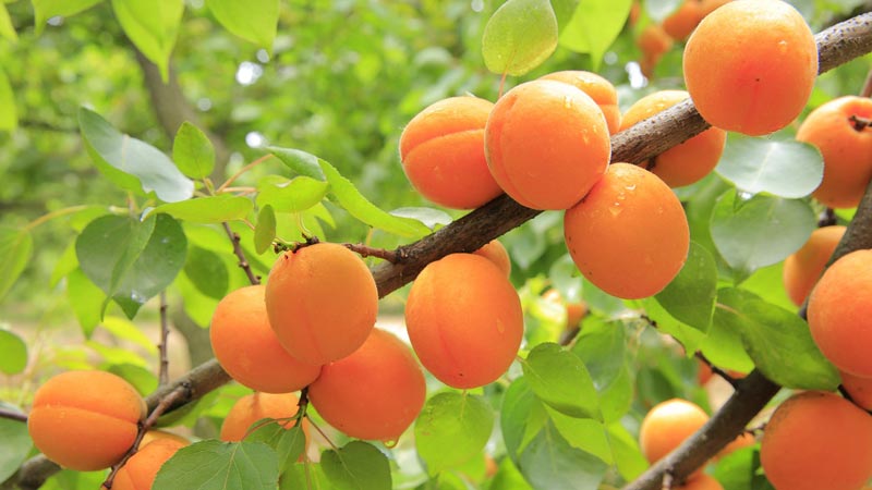 Apricots - Health Benefits
