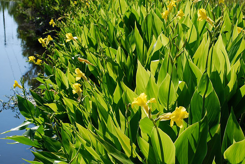 Selecting Water Garden Plants