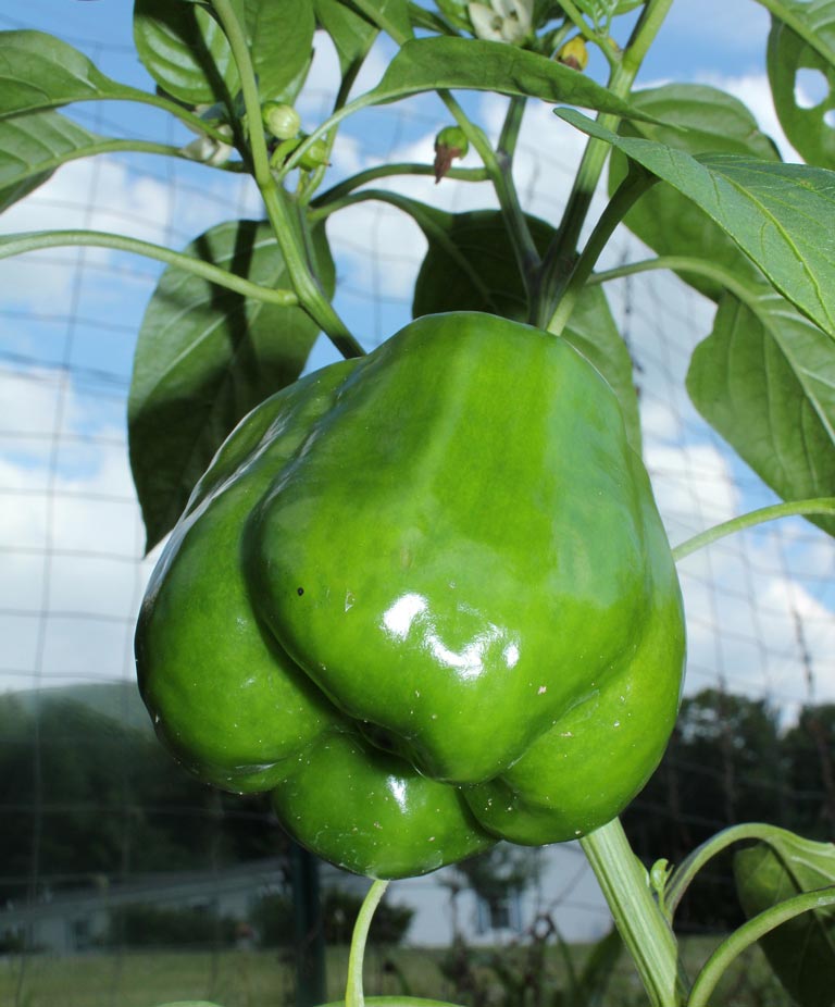 Bell Peppers - Growing Guide