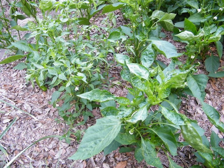 Bell Peppers - Growing Guide
