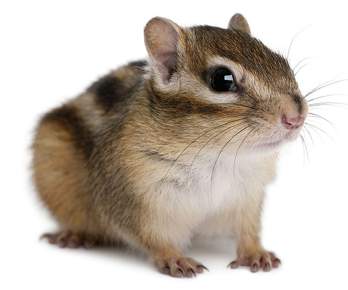 Siberian Chipmunk - Info and Care