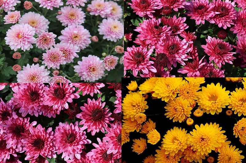 Chrysanthemums in Your Garden