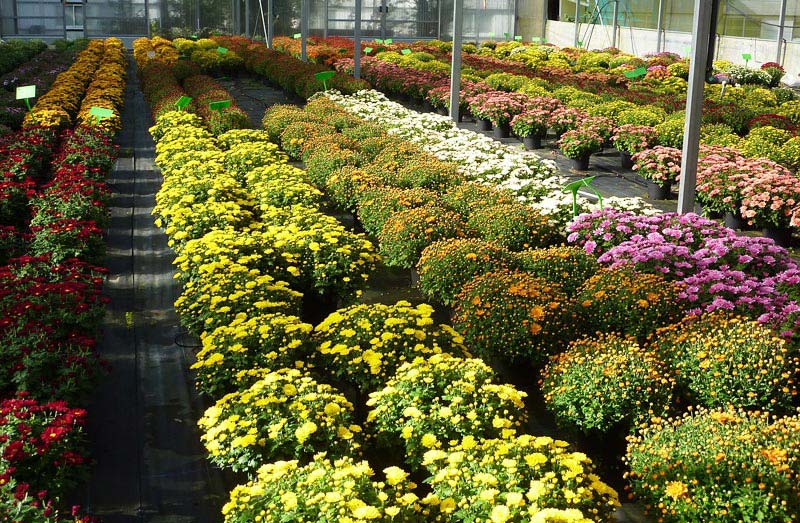 Chrysanthemums in Your Garden