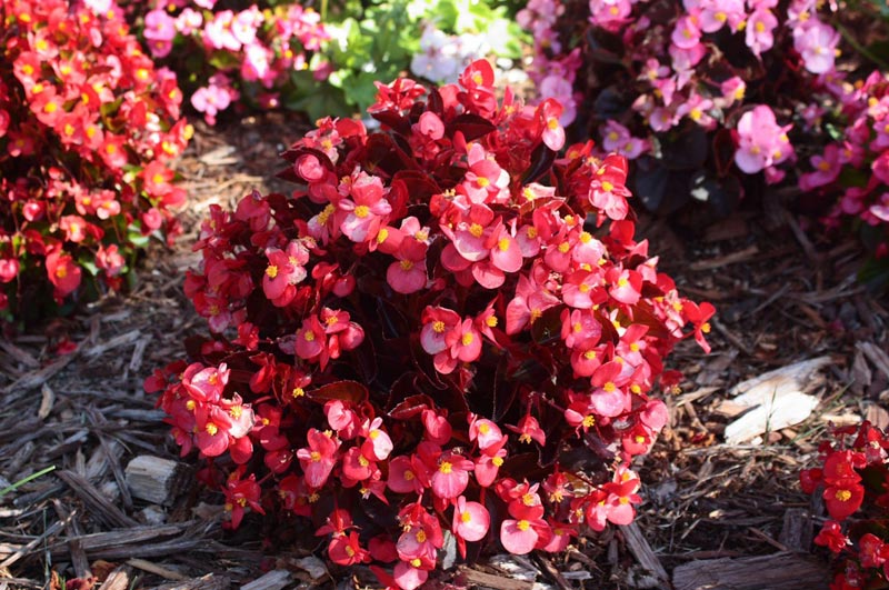 Easy Annual Plants That Bloom All Summer Long