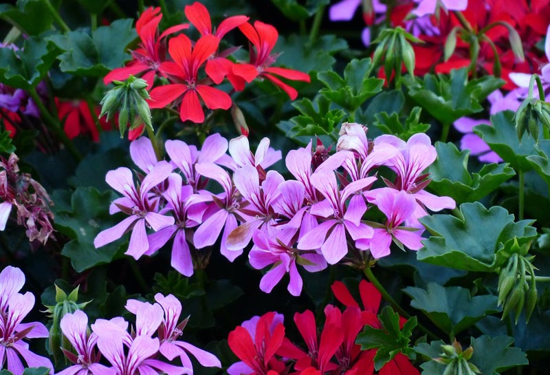 Easy Annual Plants That Bloom All Summer Long