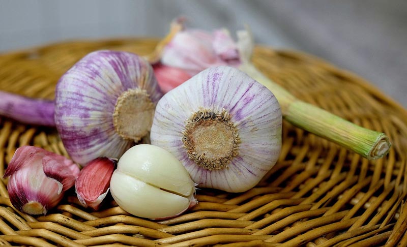 Garlic - Health Benefits