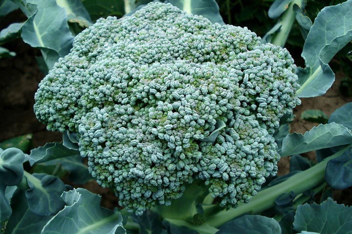 Growing Broccoli