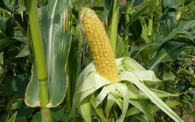 Growing Sweet Corn